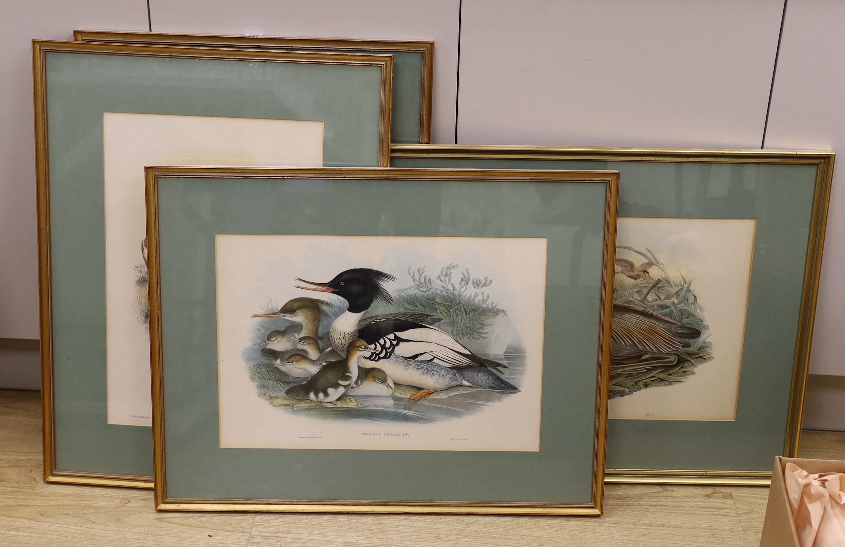 After John Gould, J. Wolf & H.C.Richter, six assorted colour lithographs from The Birds of Great Britain, largest 53 x 36cm